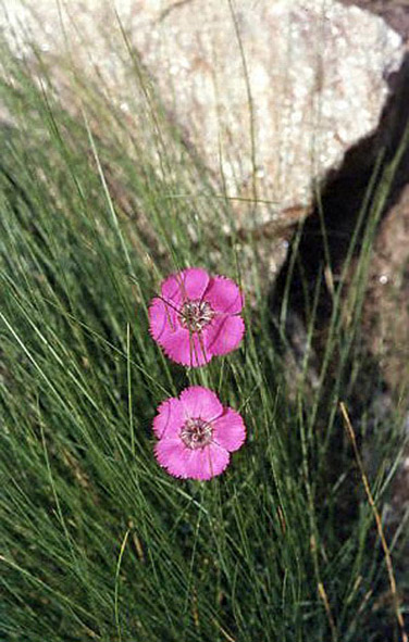  Image name: garofanino2.jpg 
 width: 376 pixel 
 height: 591 pixel 
 Size: 120367 bytes 
 Click to enlarge 